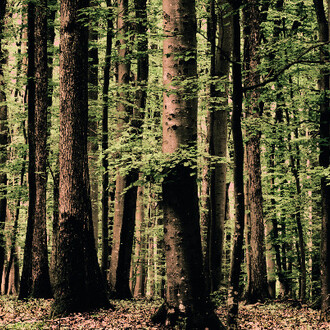 Woodlands. Courtesy of Bernheimer Fine Art