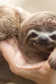 A little Sloth