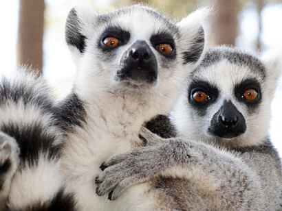 La maggior parte dei lemuri possiede grandi occhi dall'aspetto spiritato