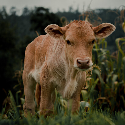 O agro 5.0 pode ser uma ferramenta útil não apenas para a cadeia produtiva, mas também para a satisfação dos clientes