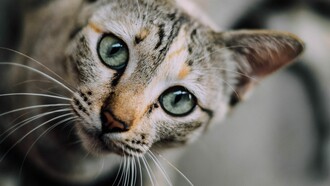 Gato