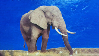 Terry May, The elephant, particolare