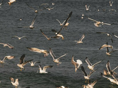 Colocar dor e prazer como adjetivos na linguagem ontológica parece absurdo, salvo se considerarmos o estar diante, estar com, participar enquanto aceitação do que ocorre, como definitivo e estruturante
 