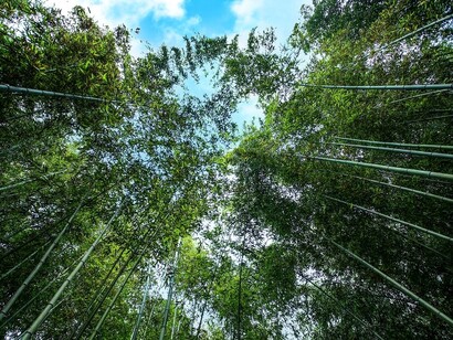 Verde lussureggiante di una foresta di bambù
