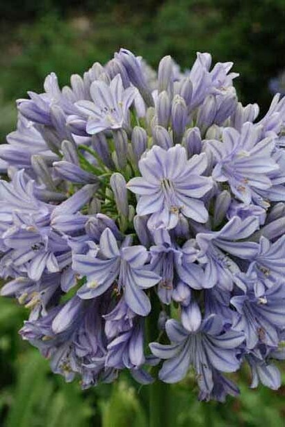 Agapanthus Queen Mum, United Kingdom, Archivio Villa della Pergola