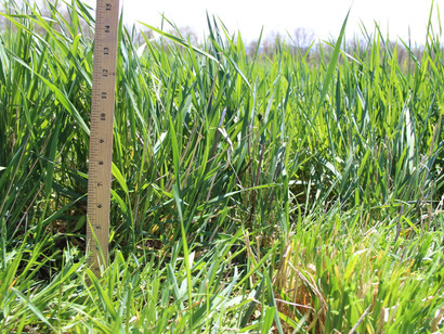 El kernza promueve tanto la agricultura sostenible como la lucha contra el cambio climático