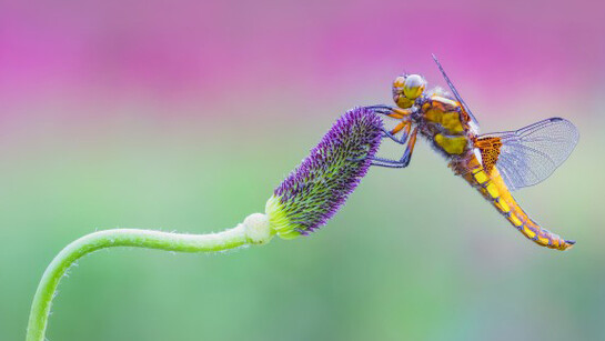 British Wildlife Photography Awards 2017. Courtesy of Horniman Museum and Gardens