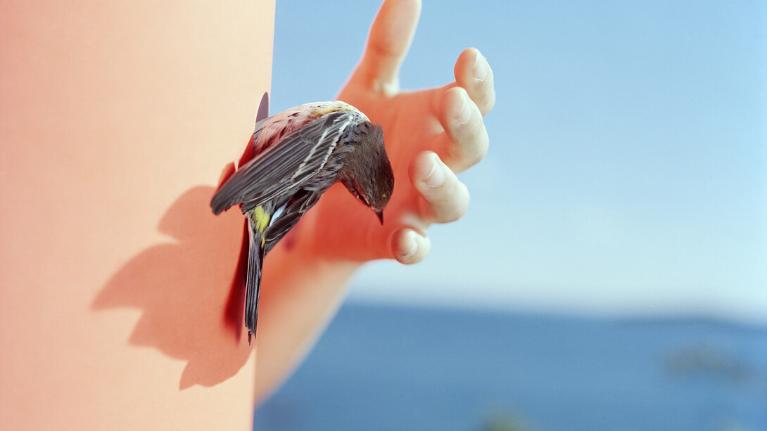 Ivory Gate, 2013. Yellow-Rumped warbler. Manomet, Massachusetts, Archival pigment print, 24 x 30 inches
Edition of 5, 2APs
