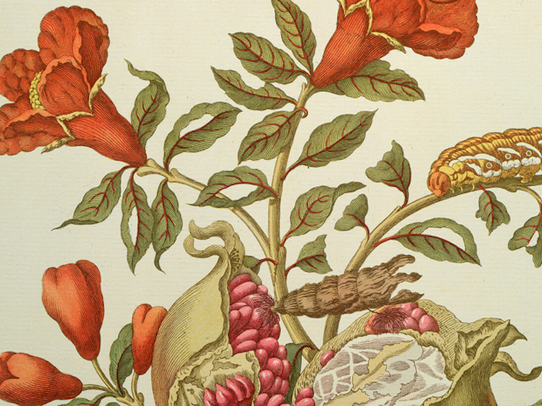Maria Sibylla Merian. Courtesy of Kupferstichkabinett