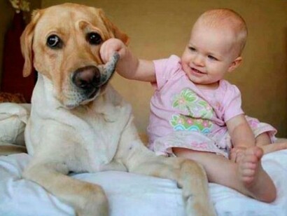 Los bebés y las mascotas