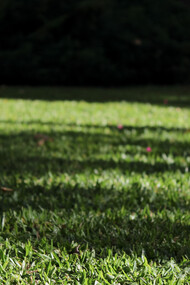 Compañero en el jardín del patio compartido, Buenos Aires, Argentina