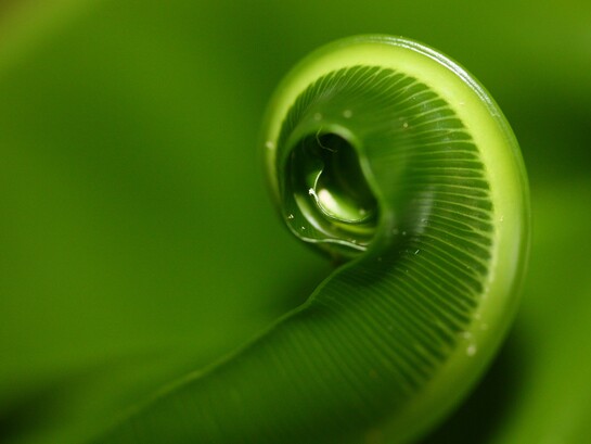 La sezione aurea ricorre spesso in natura come principio di equilibrio e armonia, visibile nella crescita di piante, conchiglie e forme biologiche