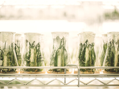 Agricoltura OGM