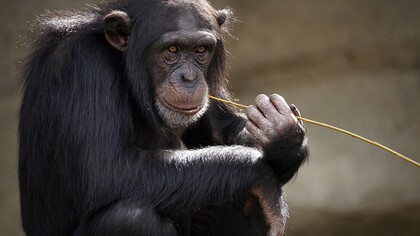 Chimpancé