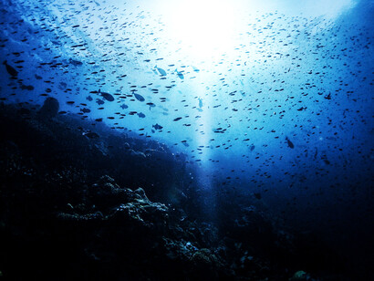 La tendencia positiva de egresados desde los 90 alcanzado hasta 34 biólogos marinos en el 2012