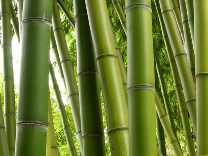 Bamboo plant