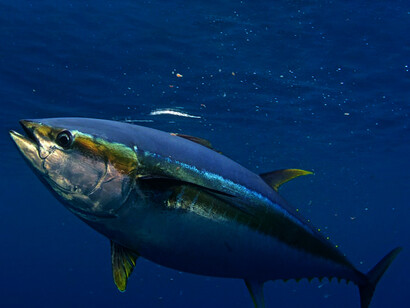 Tuna aggregated on huge groups not counted by individuals, just measured by several tons