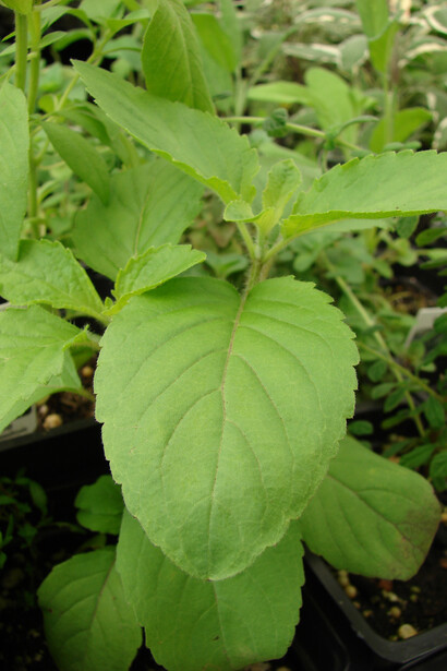 Basilico, Ocimum tenuiflorum