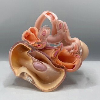 Kim Harty, Fallopian, 2024,
blown and cut glass,
6 x 8 x 4 in. (15.2 x 20.3 x 10.2 cm). Courtesy of the artist and Heller Gallery