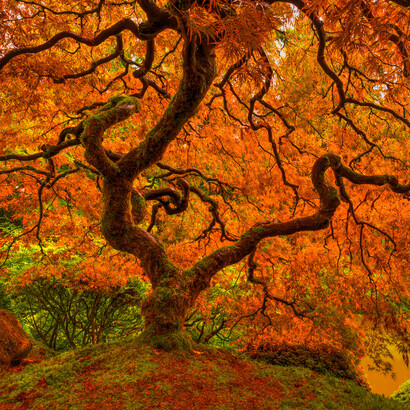 Arce palmeado en el Jardín japonés de Portland, Oregón