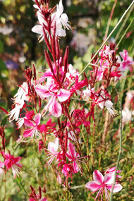 Fioritura di gaura in vaso
