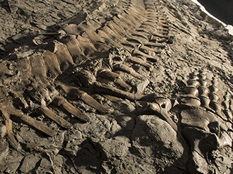 Grounds For Discovery. Courtesy of Royal Tyrrell Museum