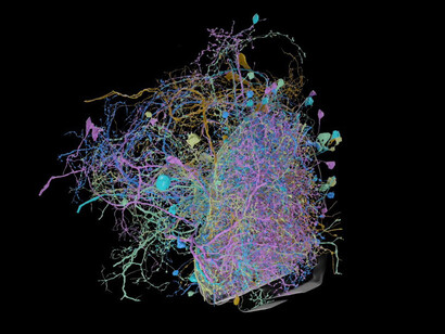El mapa más grande en alta resolución de la conectividad cerebral, área visual