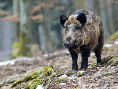 Animali del bosco: il cinghiale