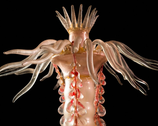 Sea Creatures in Glass. Courtesy of Harvard Museum of Natural History