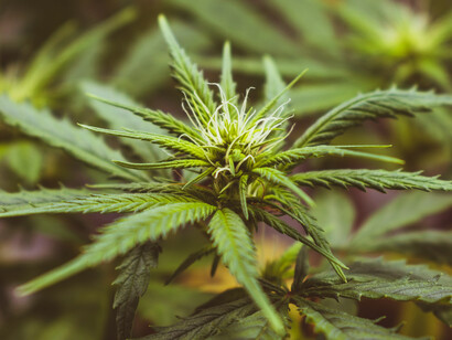 Some states jail people for mere possession of marijuana