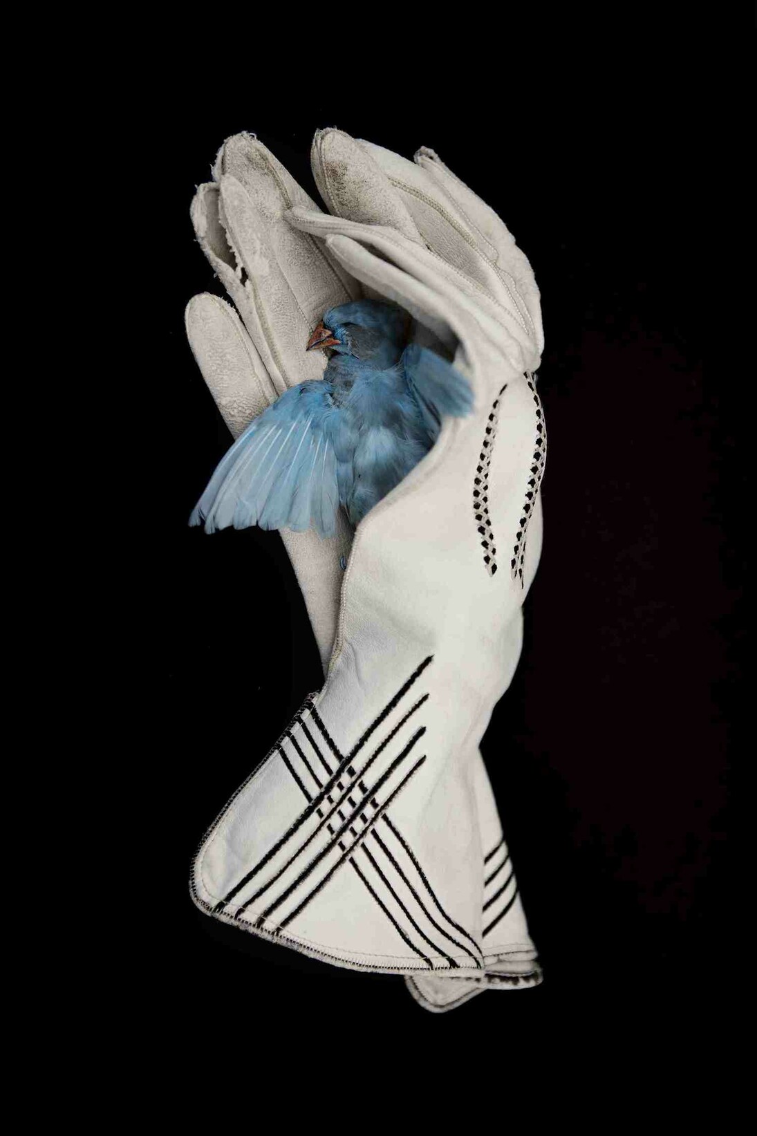 The Dead Bird © Anja Niemi _ The Little Black Gallery