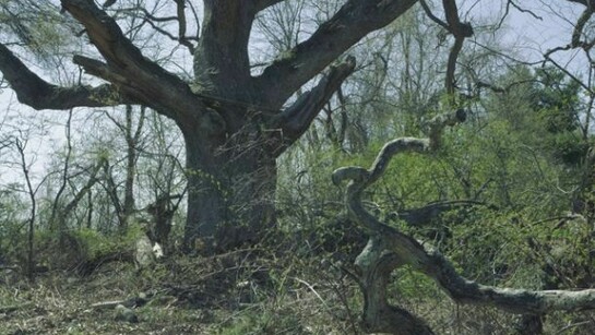 James Welling, Oak, 2013 , 15.625 x 23.5 in., Inkjet print (Epson 9800 print on Museo Silver Rag) , © James Welling courtesy of Maureen Paley, London
