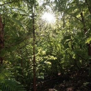 Spencer Finch: Lost Man Creek. Courtesy of Public Art Fund