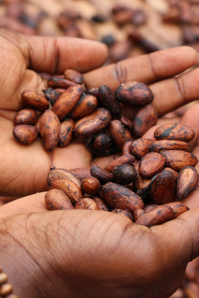Fave di cacao