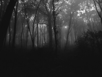 Misty forest landscape and stormy moors, evoking a dark romantic atmospher