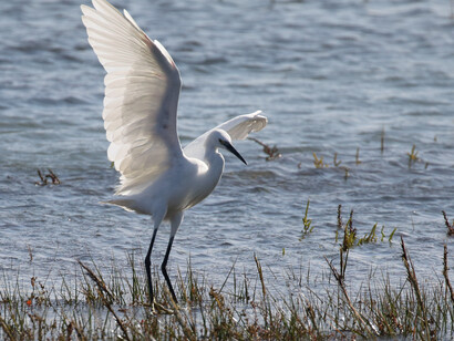 Little Egrets have become common in Keyhaven Marshes © Gehan de Silva Wijeyeratne