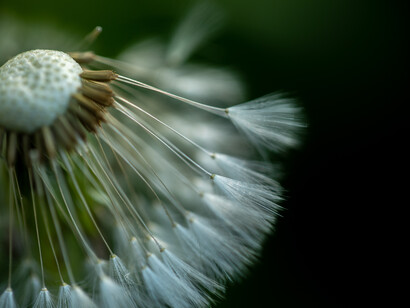 A Closer Look © Michael Stillwater