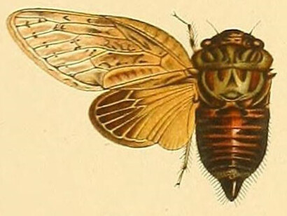 Kogata punctigera, ilustración de "Genera insectorum" (1902) por Wytsman, Philogéne