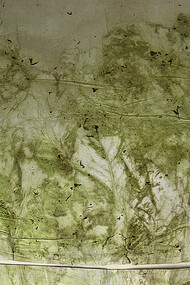 Edgar Massul  *das tuas margens, algumas plantas espremidas*, 2014 (séries)  