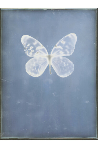 Untitled (unique), 2009, Daguerreotype © Adam Fuss