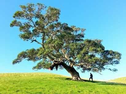 Gli alberi stanno diventando più grandi nel corso degli ultimi anni, un effetto dovuto alla maggior quantità di anidride carbonica presente nell'atmosfera