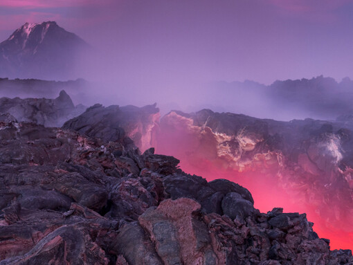 Wildlife Photographer of the Year. Courtesy of ROM