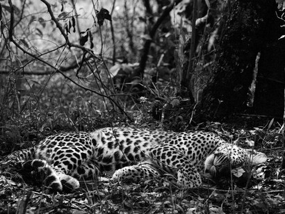 Mother leopard takes a late-morning nap. Itong Hills, Masai Mara National Reserve, Kenya, 2006