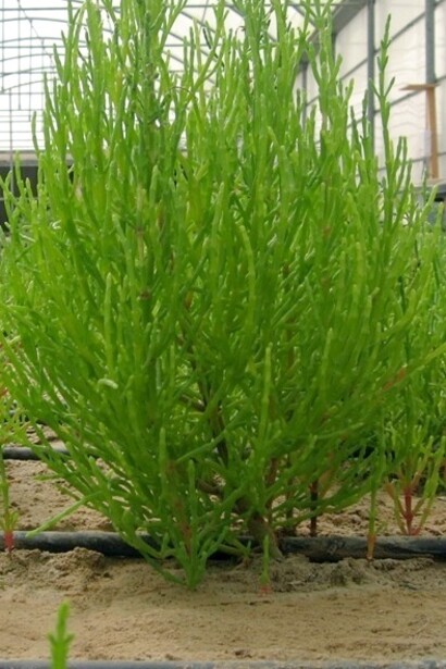 Conosciuta anche come "asparago di mare", la salicornia è apprezzata in cucina per il suo sapore salino e croccante, usata in insalate, contorni o come accompagnamento per piatti di pesce