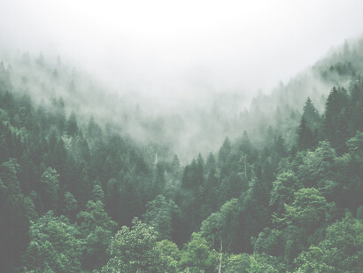 Trees hold onto and store the CO2they take in; this is beneficial because the Earth’s atmosphere is overloaded with CO2