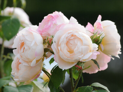 La collezione di rose comprende anche varietà moderne rifiorenti; ogni anno a febbraio-marzo e a maggio vengono organizzati incontri e corsi di giardinaggio. Foto di Enzo Valenti