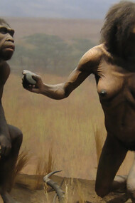 Spitzer Hall of Human Origins, Homo ergaster, the 1975 discovery of an almost complete Homo ergaster skull challenged the long-held belief that only a single hominid species could exist at any one time