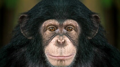 Revenge is a feeling as old as the history of our humanity and of animals too 