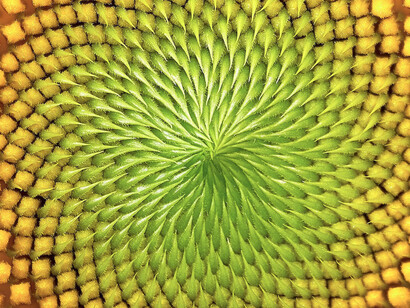 Si se tiene una teoría completamente formalizada puede construirse un solo enunciado que incluya variables en una fórmula de segundo orden que logre eludir los términos teóricos