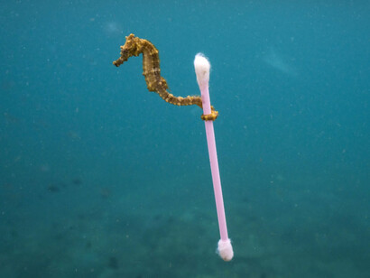 Wildlife Photographer of the Year. Courtesy of ROM 